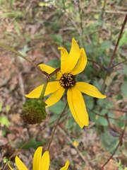 Helianthus atrorubens