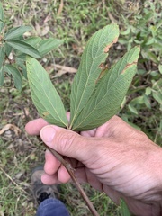 Flemingia parviflora