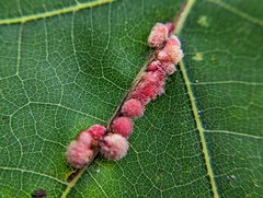 Callirhytis piperoides