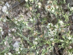 Parthenium hysterophorus