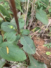 Helianthus atrorubens
