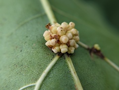 Kokkocynips decidua