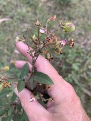 Flemingia parviflora