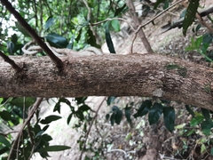 Erythroxylum emarginatum