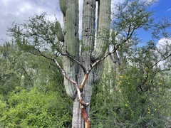 Bursera morelensis
