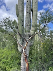 Bursera morelensis