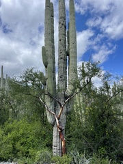 Bursera morelensis