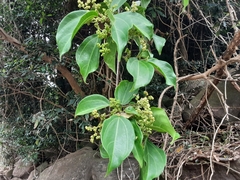 Scepocarpus trinervis