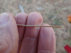 Cyanella alba flavescens