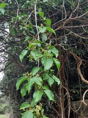 Scepocarpus trinervis