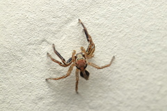 Plexippus petersi