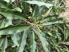 Protorhus longifolia