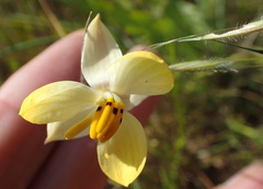 Cyanella alba flavescens