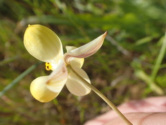 Cyanella alba flavescens