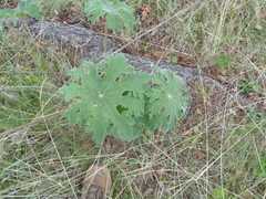 Psacalium peltatum