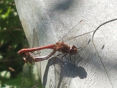 Sympetrum striolatum