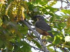 Saltator coerulescens