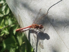 Sympetrum striolatum
