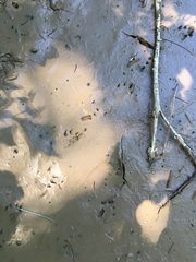Tamiasciurus hudsonicus