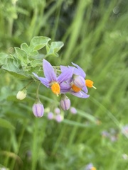 Solanum alphonsei