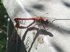 Sympetrum striolatum