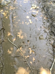 Tamiasciurus hudsonicus