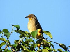 Pycnonotus finlaysoni