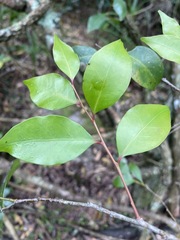 Pterocelastrus rostratus