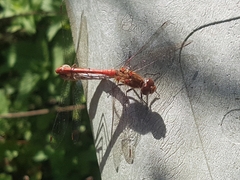 Sympetrum striolatum