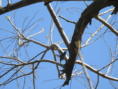 Heliomaster furcifer