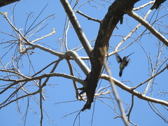 Heliomaster furcifer