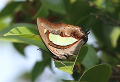 Polyura athamas