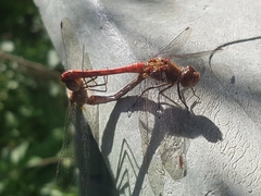 Sympetrum striolatum