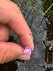 Utricularia purpurea