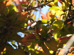 Camptostoma obsoletum