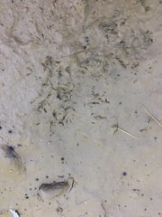 Tamiasciurus hudsonicus
