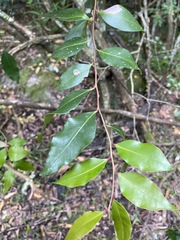 Pterocelastrus rostratus