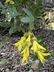 Sophora macrocarpa