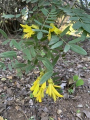 Sophora macrocarpa
