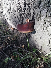 Fungi