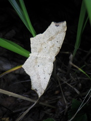 Pareclipsis gracilis