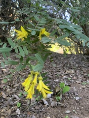 Sophora macrocarpa