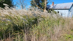 Miscanthus sacchariflorus