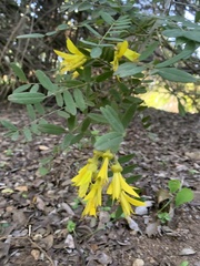 Sophora macrocarpa