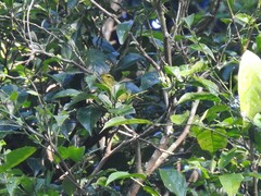 Phylloscopus ricketti