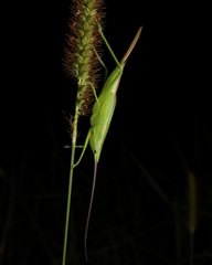 Euconocephalus varius