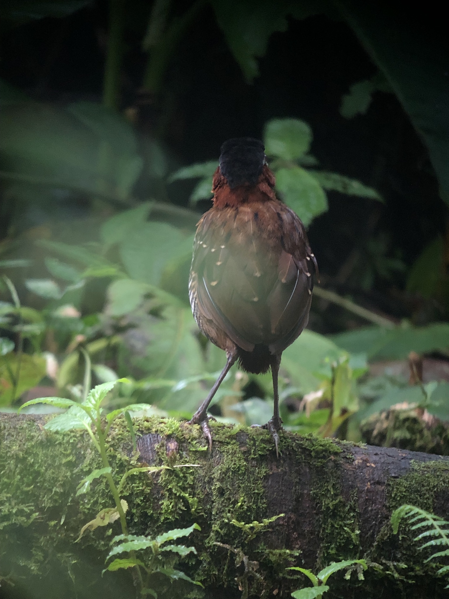 Black-crowned Antpitta (Pittasoma michleri), photo 6