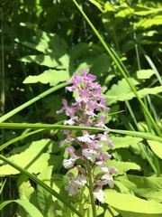 Platanthera psycodes