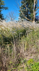 Miscanthus sacchariflorus