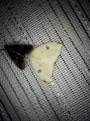 Topomesoides jonasii